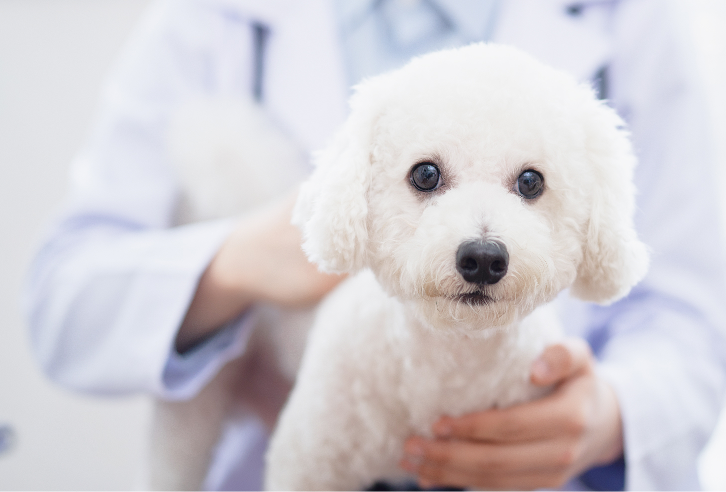 クリニックで診療を受ける犬