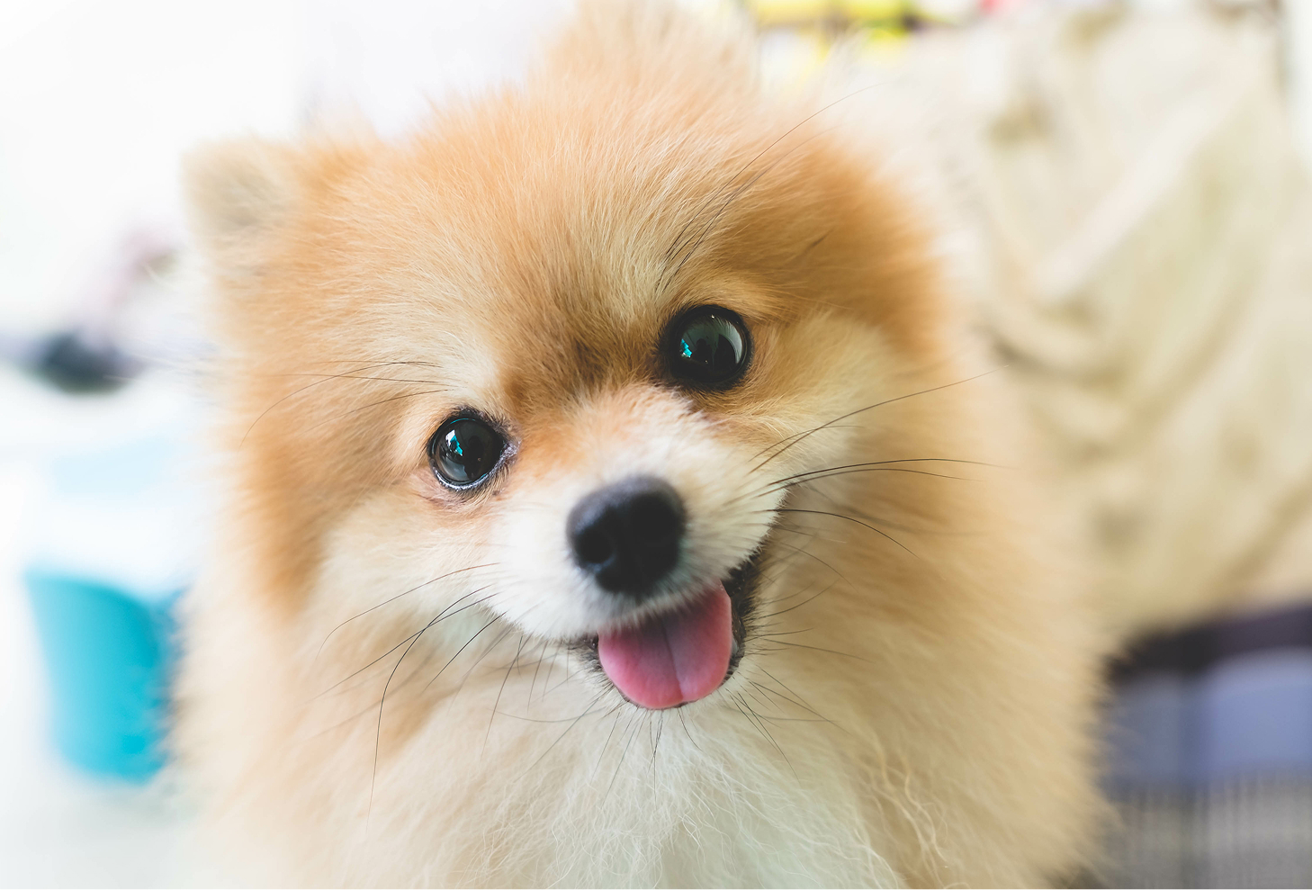 ほいくえんで過ごす犬
