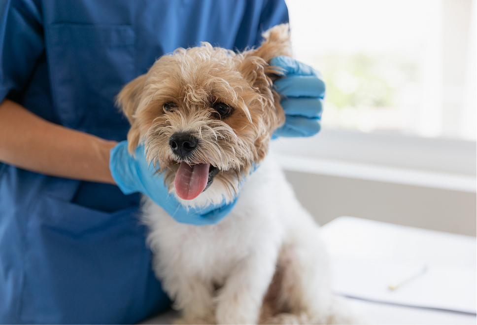 自宅で診療を受ける犬