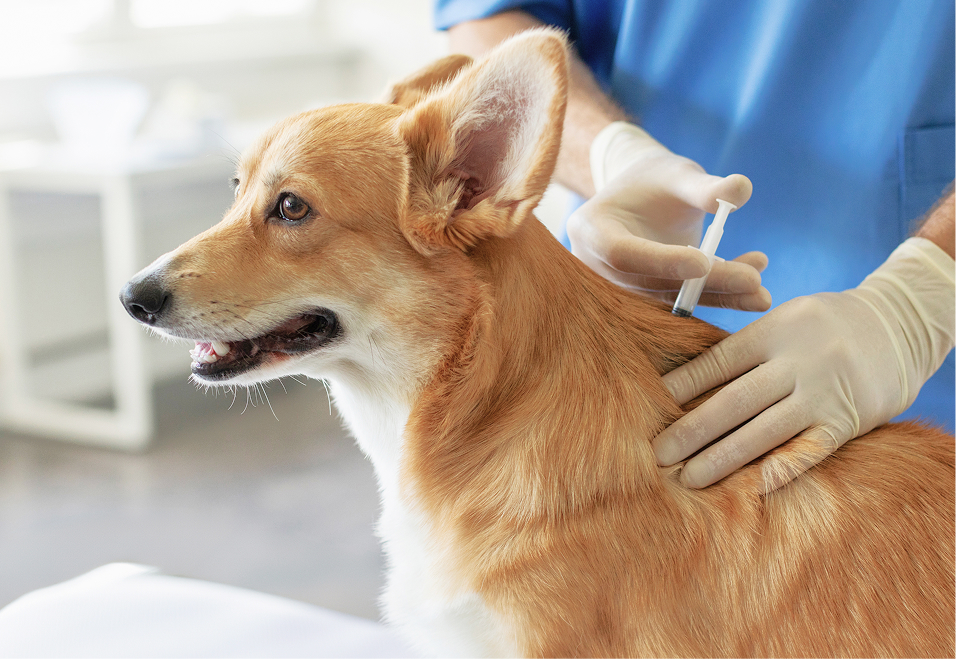 飼い主と過ごす犬
