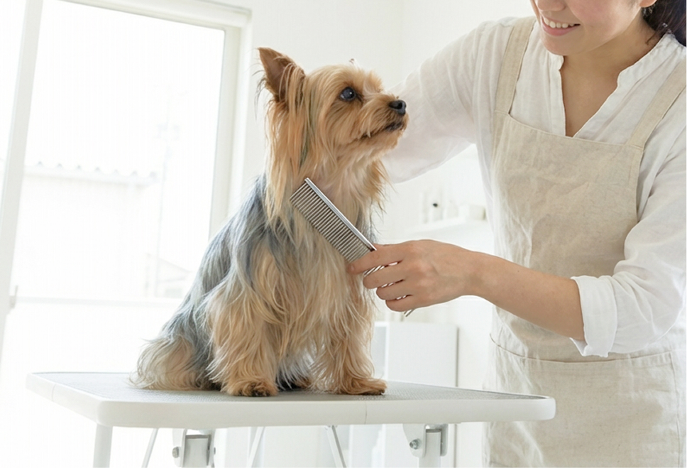 シャンプー中の犬