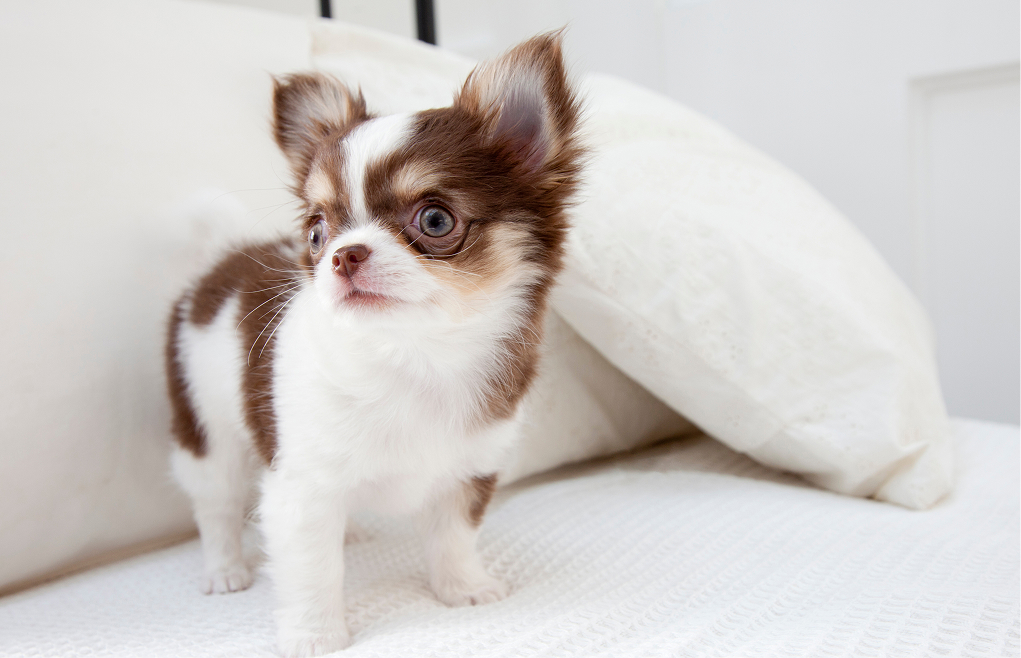 ほいくえんで遊ぶ犬