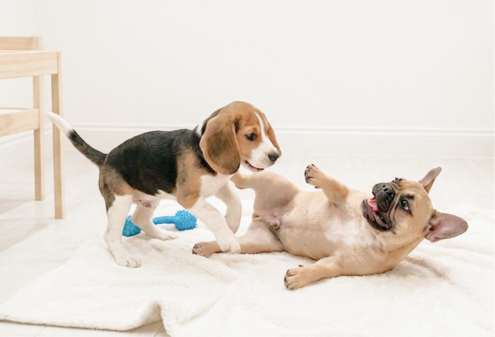 室内で過ごす犬たち